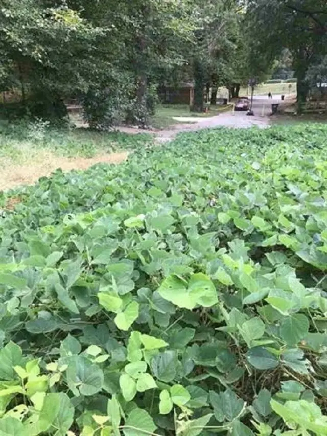 0 NIESE ST, Memphis, TN 38106 - Image #3