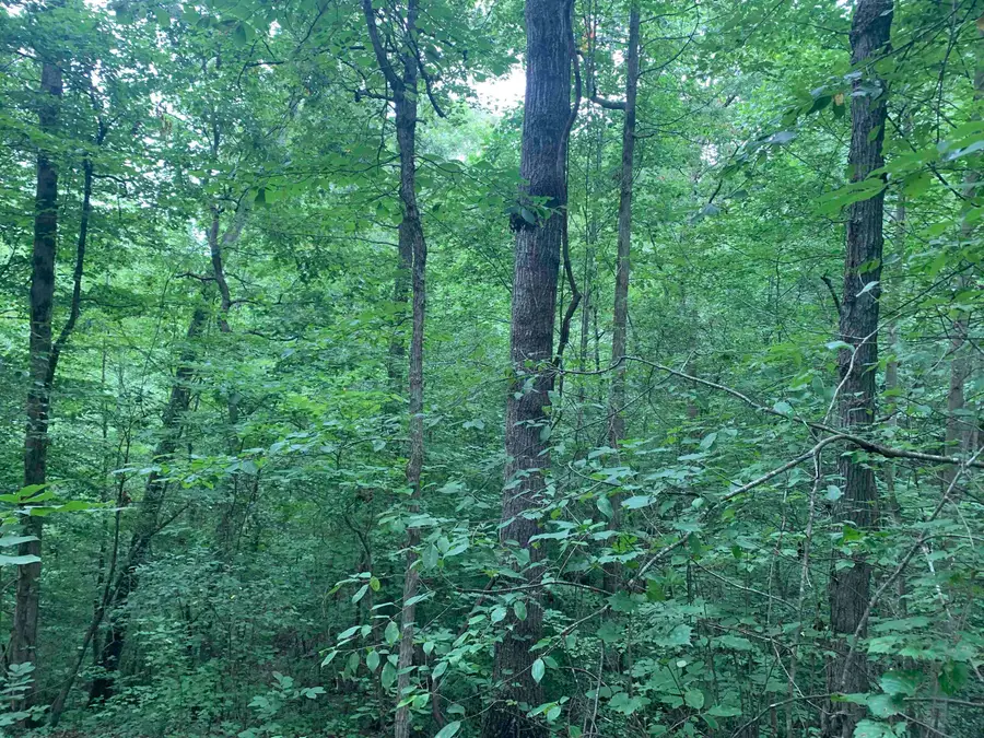 1386C ELVIN WEEKS RD, Bethel Springs, TN 38375 - Image #3