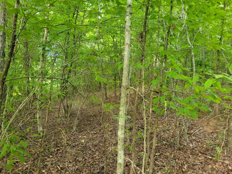 000 LINDEN HWY, Clifton, TN 38425 - Image #3