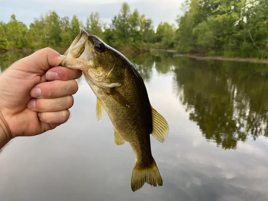 1 BRUTON RD, Savannah, TN 38372 - Image #2