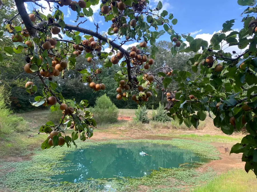 525 SEWELL BOTTOM RD, Adamsville, TN 38310 - Image #2