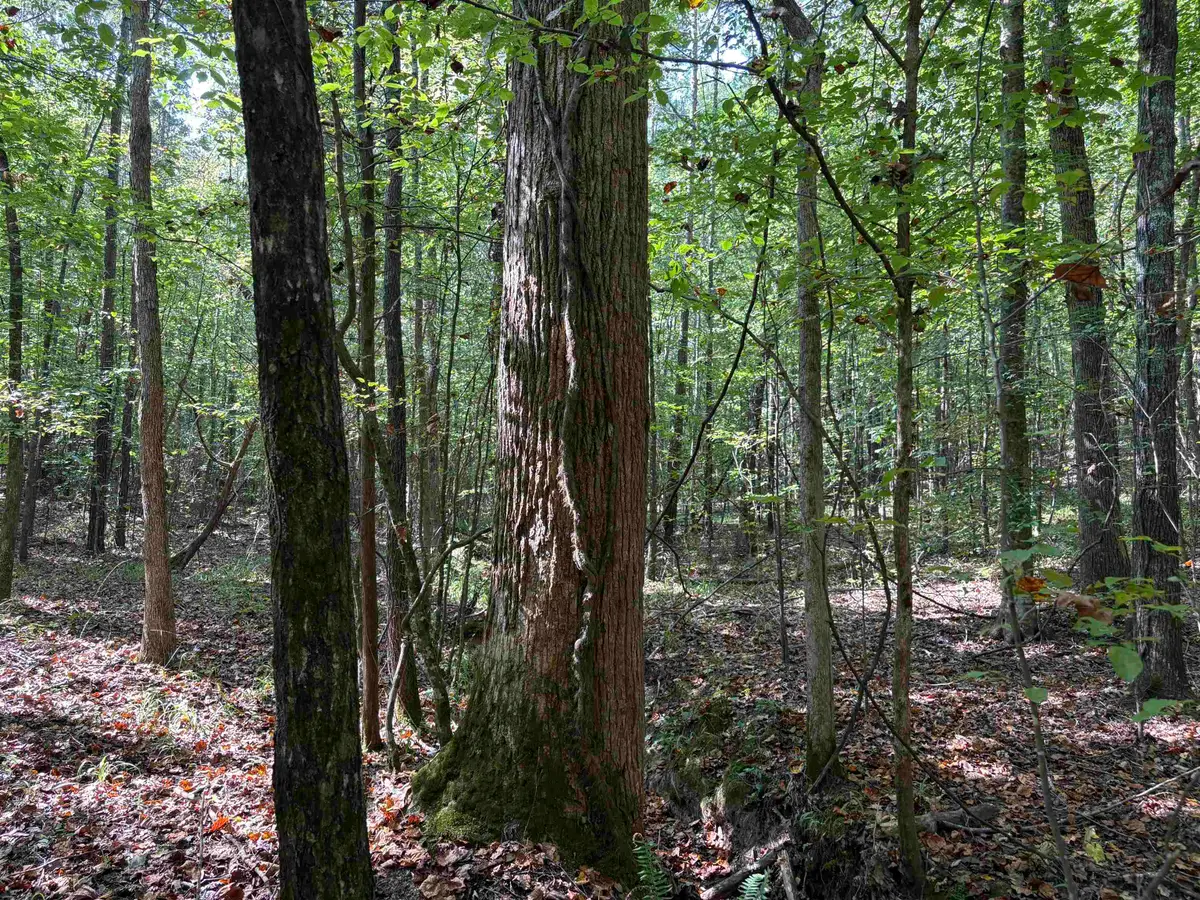 0 COUNTY RD 227 RD, Tiplersville, MS 38674 - Image #1