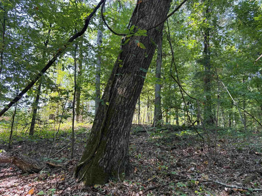 0 COUNTY RD 227 RD, Tiplersville, MS 38674 - Image #3