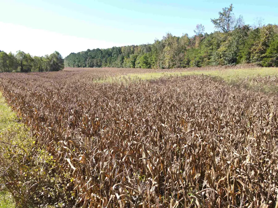 VERNIE KIRK RD, Pocahontas, TN 38061 - Image #3