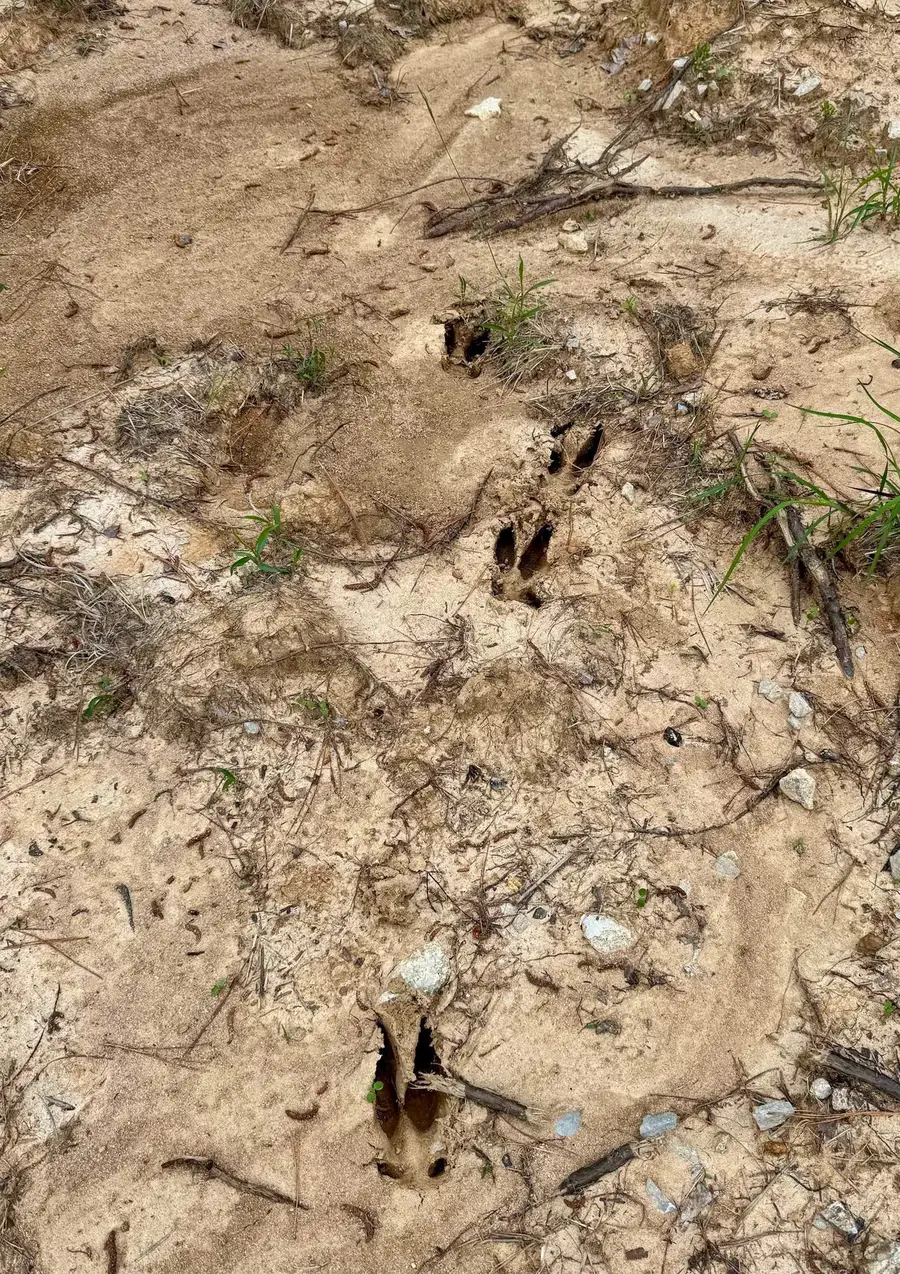 0 SILERTON ROAD RD, Toone, TN 38381 - Image #3