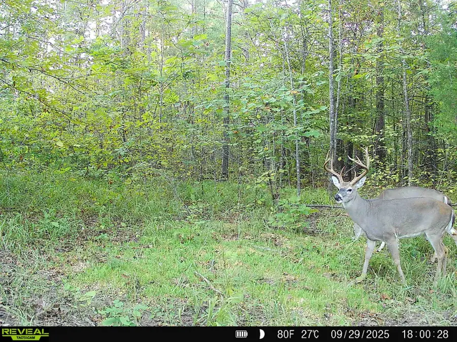 0 SILERTON ROAD RD, Toone, TN 38381 - Image #2