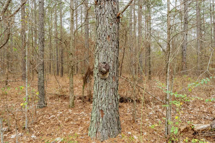 10970 PEA VINE RD, Pocahontas, TN 38061-5002 - Image #3