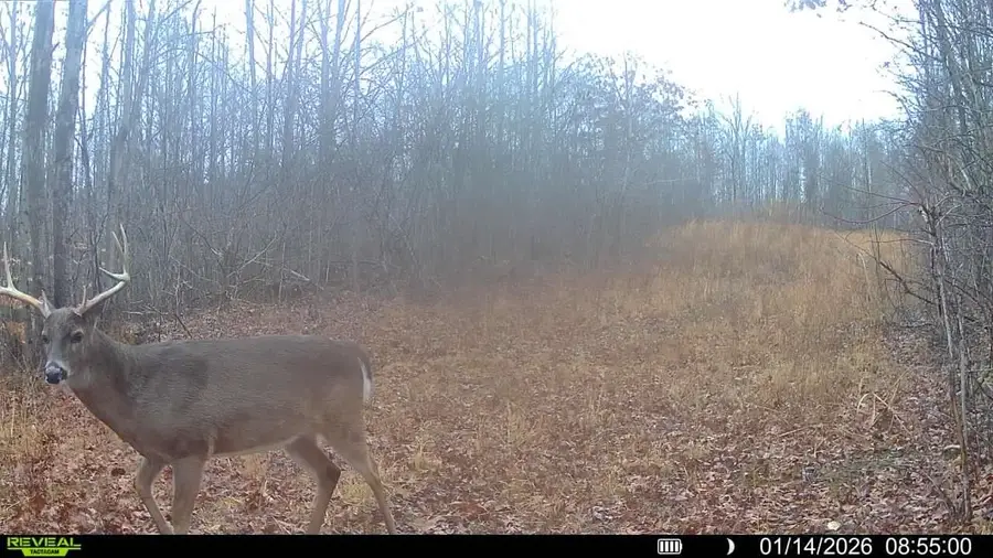 00 S EAGLE CREEK RD, Holladay, TN 38341 - Image #2