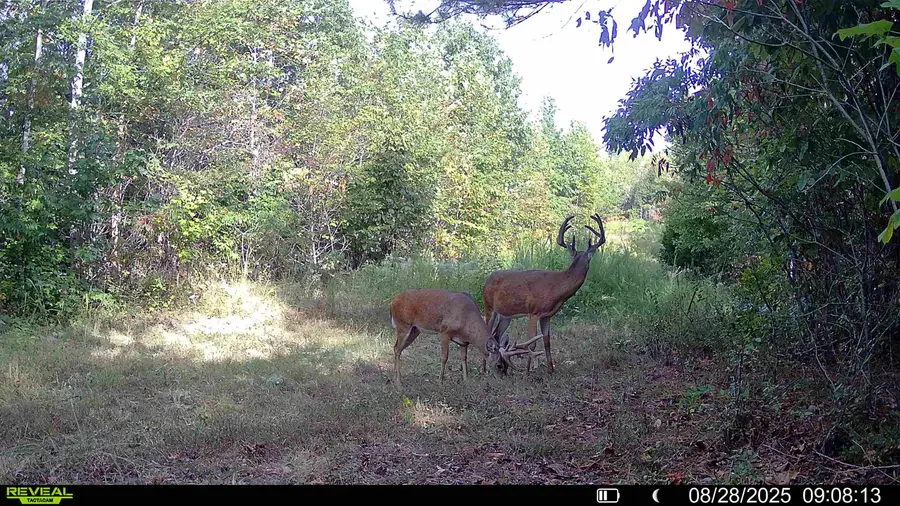 00 S EAGLE CREEK RD, Holladay, TN 38341 - Image #3