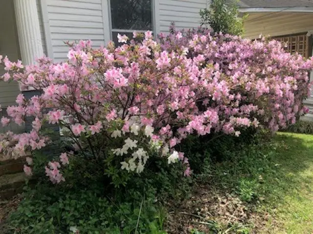 2069 VINTON AVE, Memphis, TN 38104 - #3