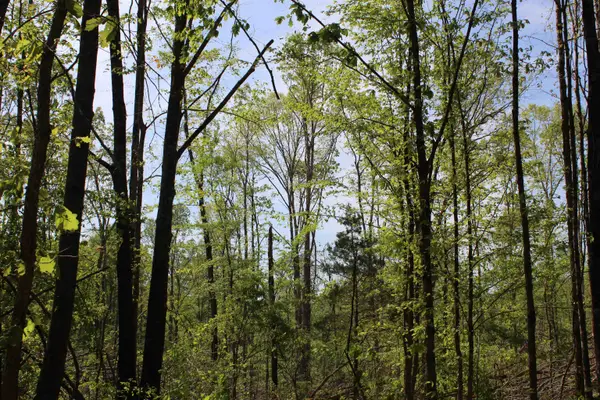 000 MARONEY LN, Medon, TN 38356