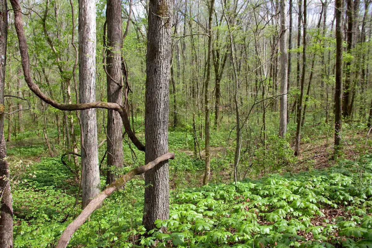 2787 BRYAN RD, Michigan City, MS 38647 - #1