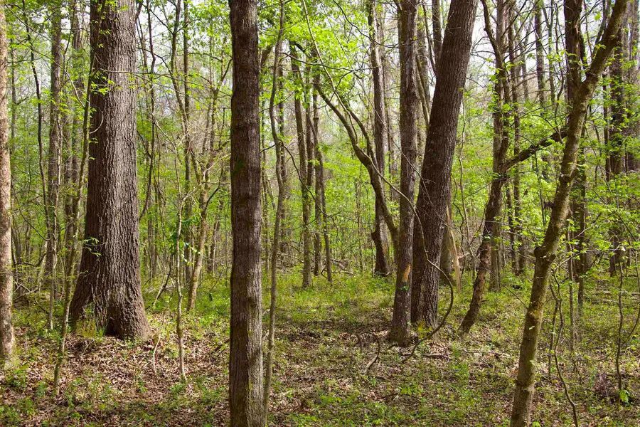 2787 BRYAN RD, Michigan City, MS 38647 - #3