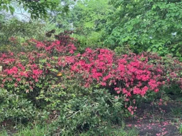 232 S HIGHLAND ST #803, Memphis, TN 38111 - #1