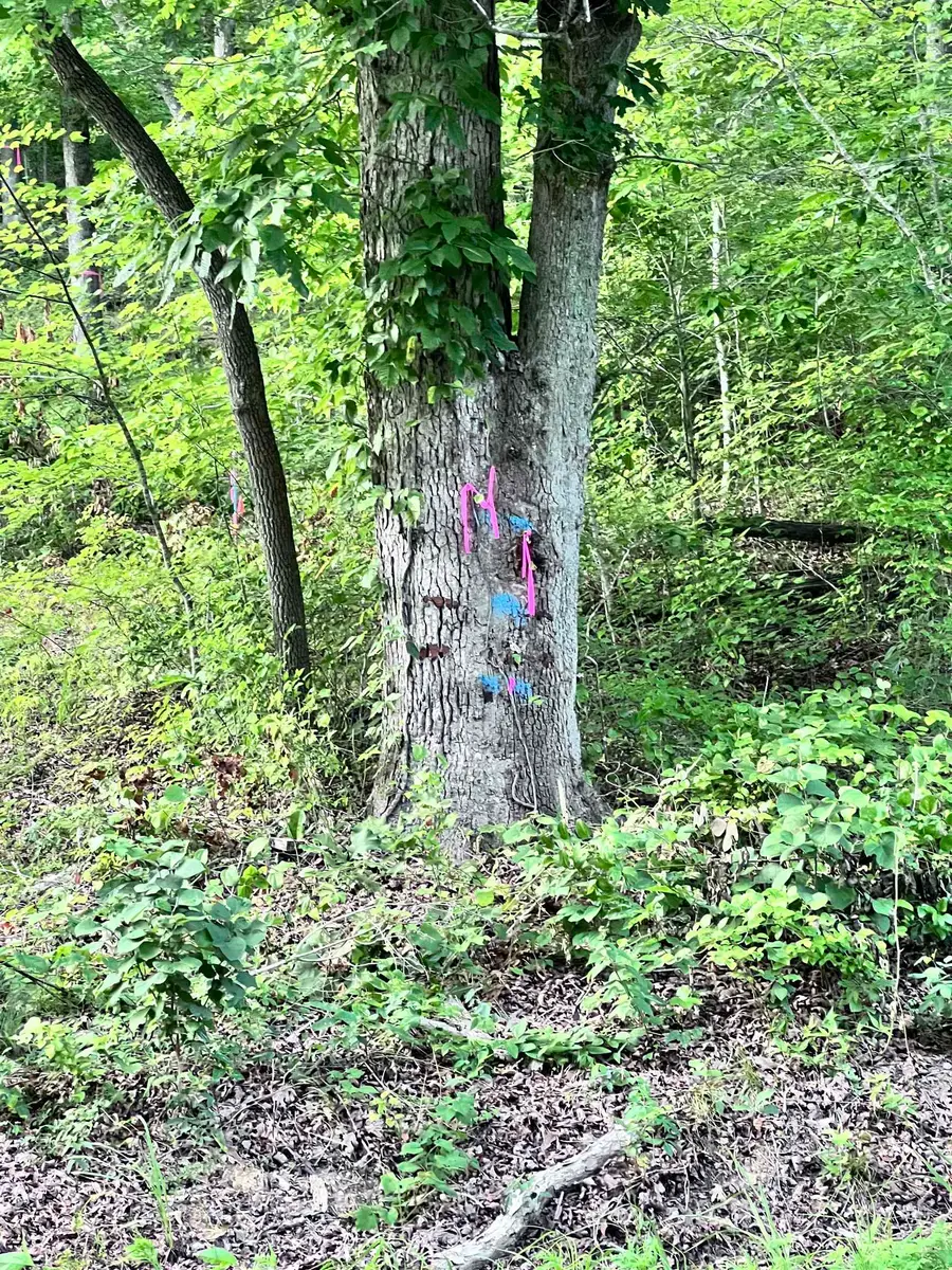 0 HWY 438 LOT 1 HWY, Lobelville, TN 37097 - #2