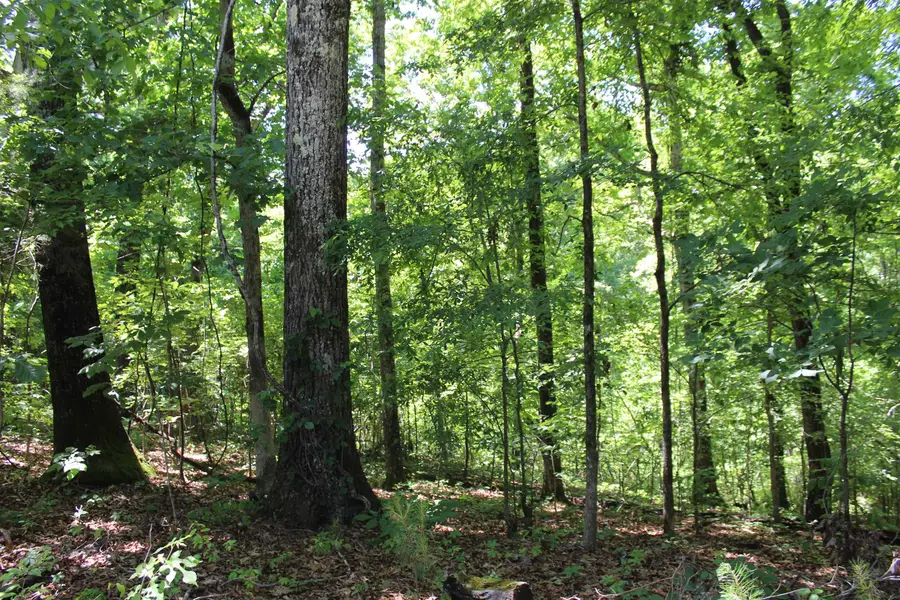 000 LAKE HARDEMAN RD, Hickory Valley, TN 38042 - #2