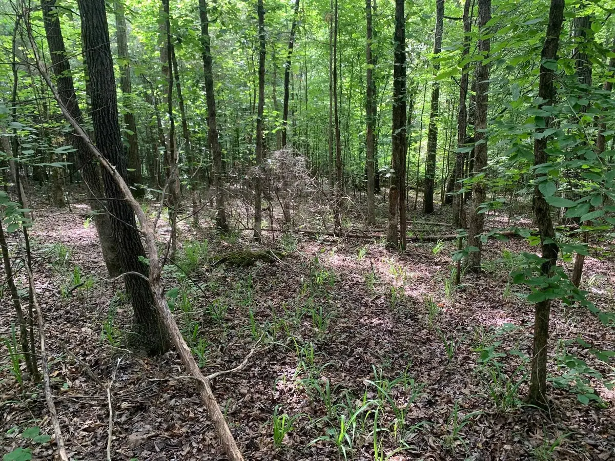 CAVE HOLLOW LN, Savannah, TN 38372 - #1