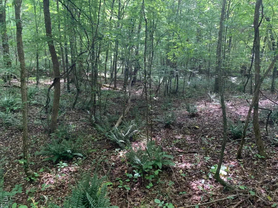 CAVE HOLLOW LN, Savannah, TN 38372 - #2