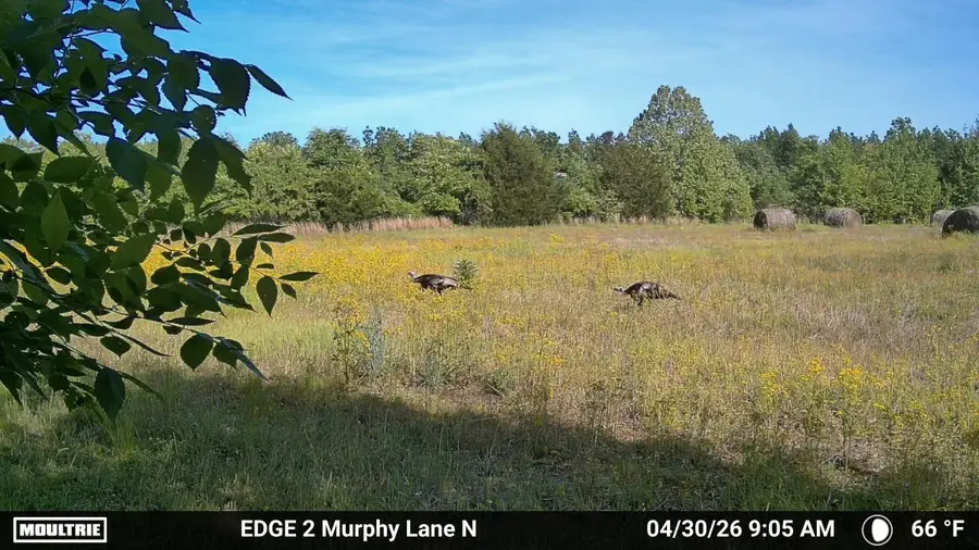 980 MURPHY LN, Whiteville, TN 38075 - #2