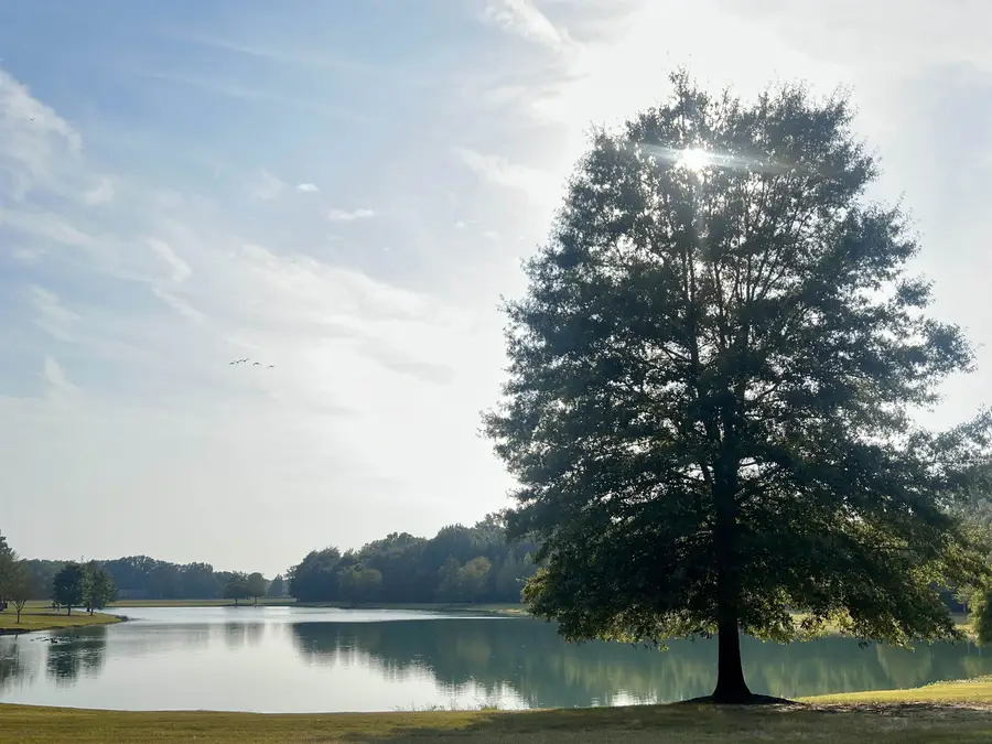 511 BRANGUS VALLEY DR, Collierville, TN 38017 - #3
