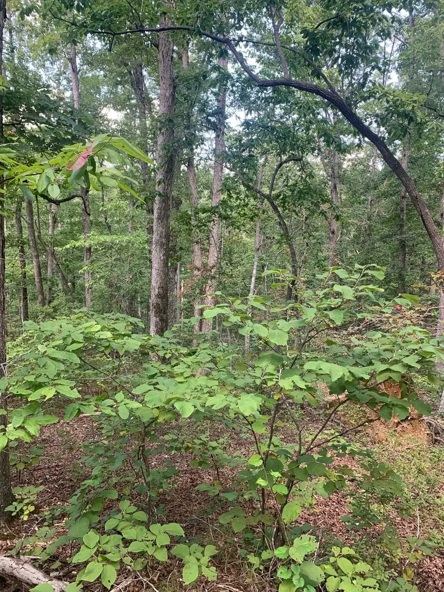 00 WILD ACRES RD, Holladay, TN 38341 - #2