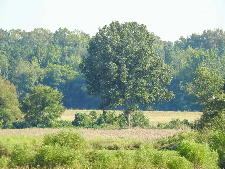 HORNSBY LOOP, Bolivar, TN 38008 - #2