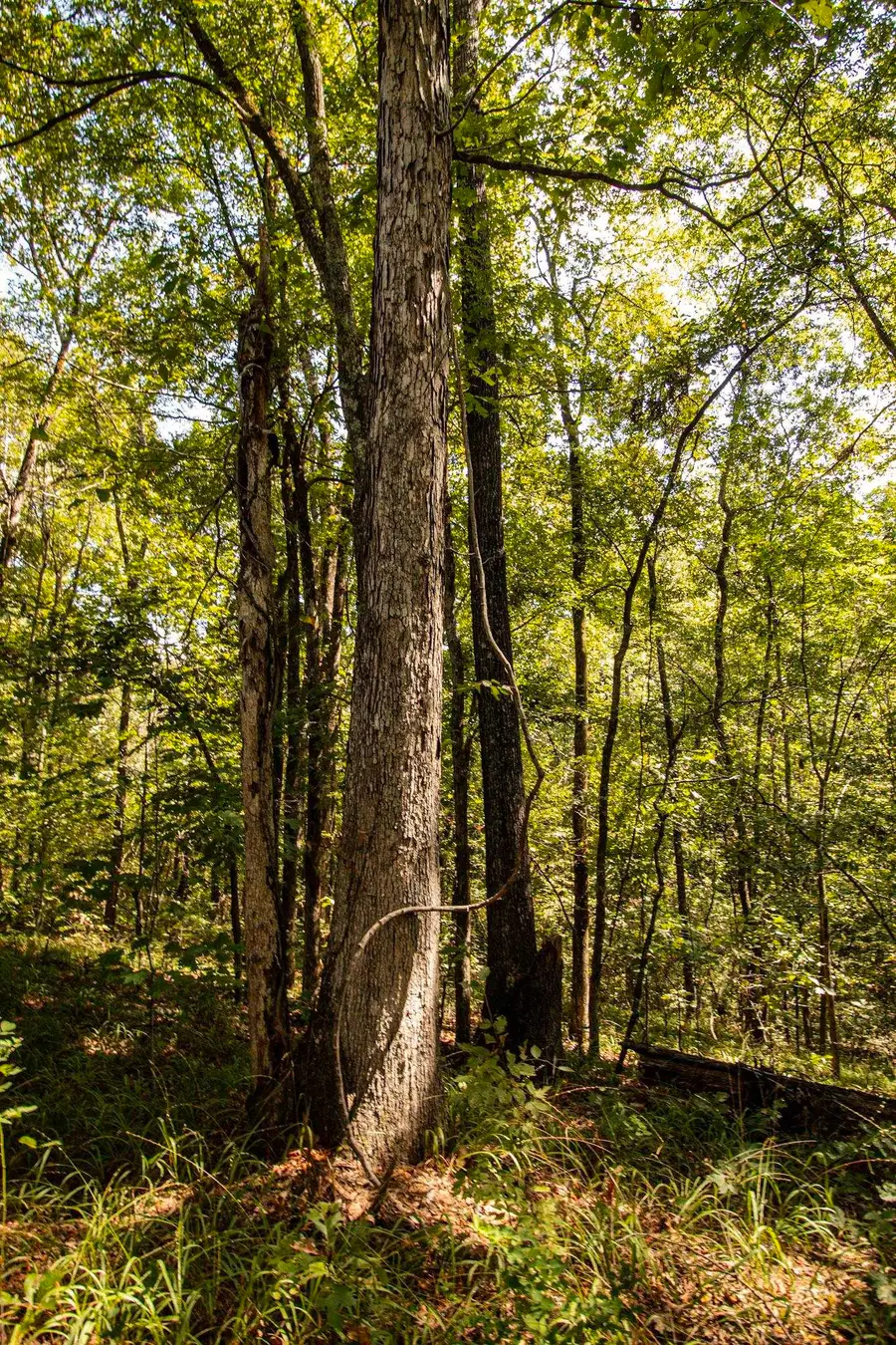 0 125 HWY, Toone, TN 38381 - #2
