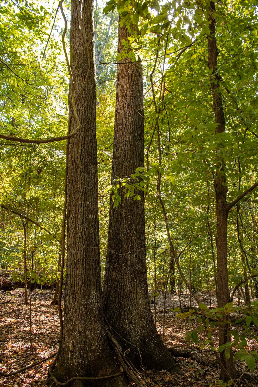 0 DONELLSON RD, Arlington, TN 38002 - #2