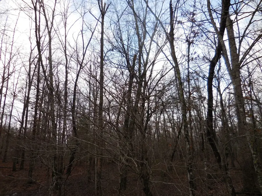 1143 Natchez Trace, Crossville, TN 38572 - Image #2