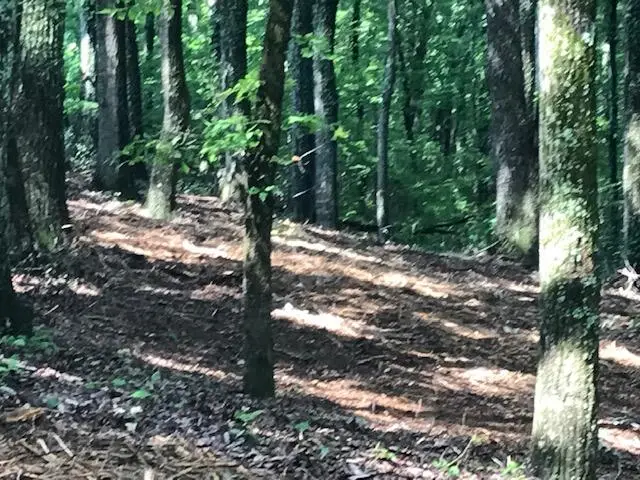 0 Piney Knob Drive, Spring City, TN 37381 - Image #3