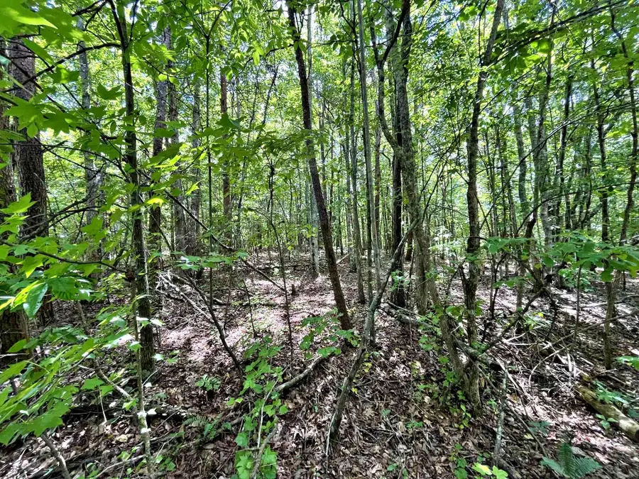 Lot 1 Keylon Hollow Road, Ten Mile, TN 37880 - Image #3