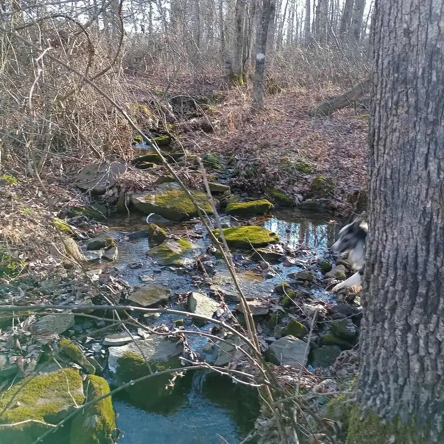 11.3 Acres Summer City Rd, Pikeville, TN 37367 - Image #3