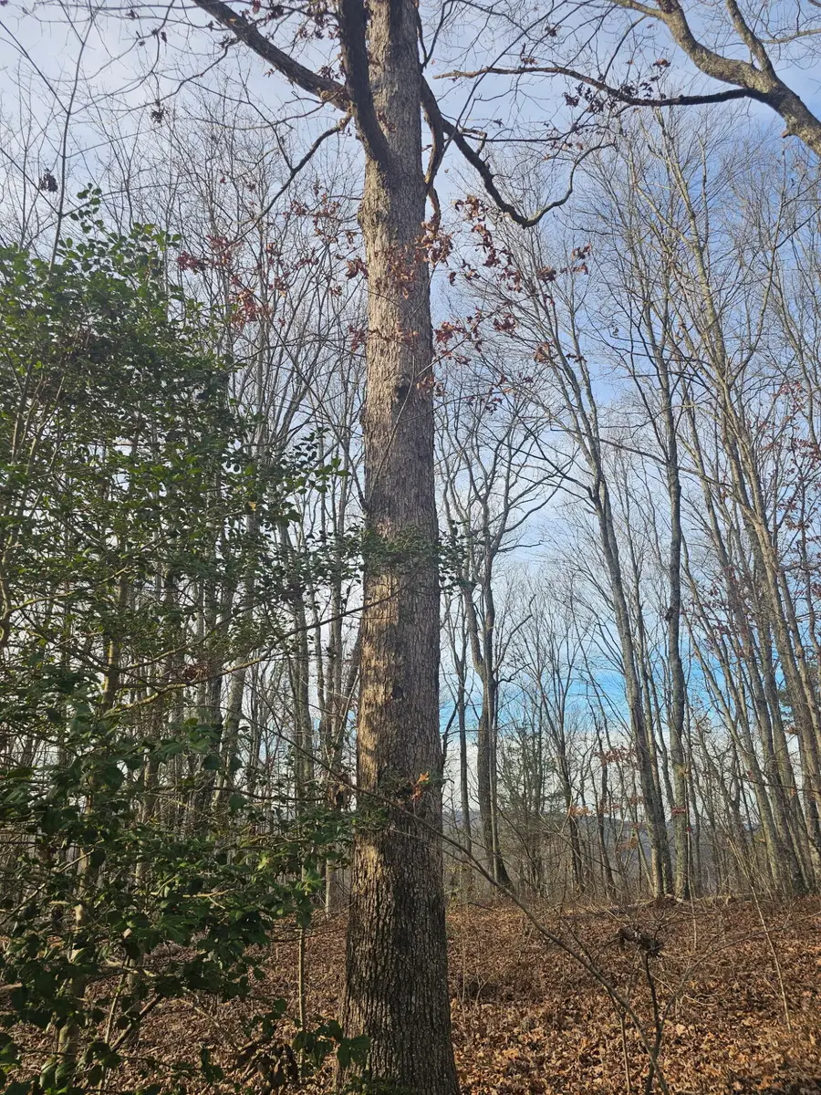 029    003 Smith Mountain, Dunlap, TN 37327 - Image #2