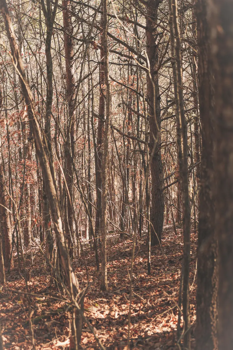 Tract 2 Curtis Road, Tellico Plains, TN 37385 - Image #3