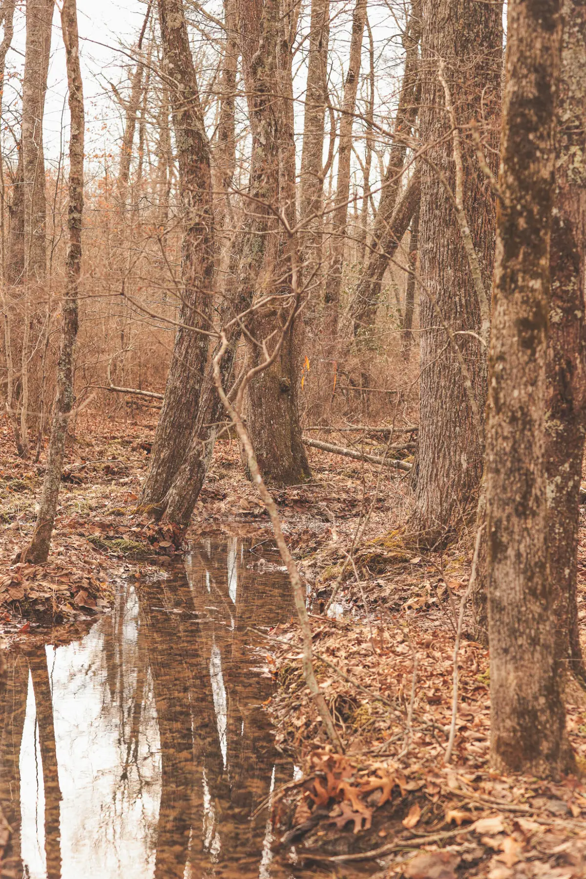 1555 Palmer Firetower Road, Palmer, TN 37365 - #1