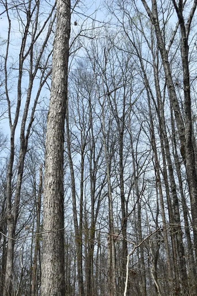 0 County Road 29, Cleveland, TN 37370 - Image #2