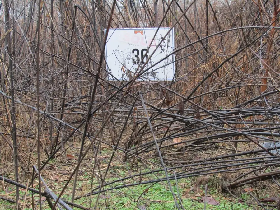 Lot 36 Lanis Rd, Baxter, TN 38544 - #2