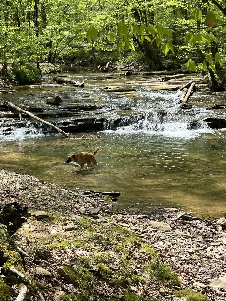 434 Monroe Branch Lane, Monroe, TN 38573 - Image #2