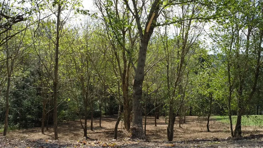 301 Highbridge Dr, Smithville, TN 37166 - Image #2