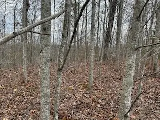 50194 Buckeye Lane, Crawford, TN 38554 - Image #3