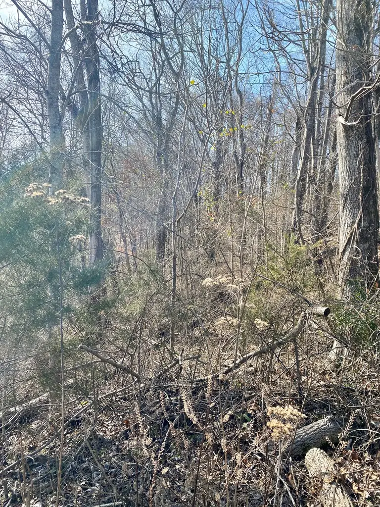 Lot 114 Harbor Pointe Dr, Silver Point, TN 38582 - Image #3