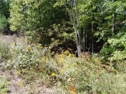 Lot 84 Buckeye Lane, Wilder, TN 38589 - Image #3