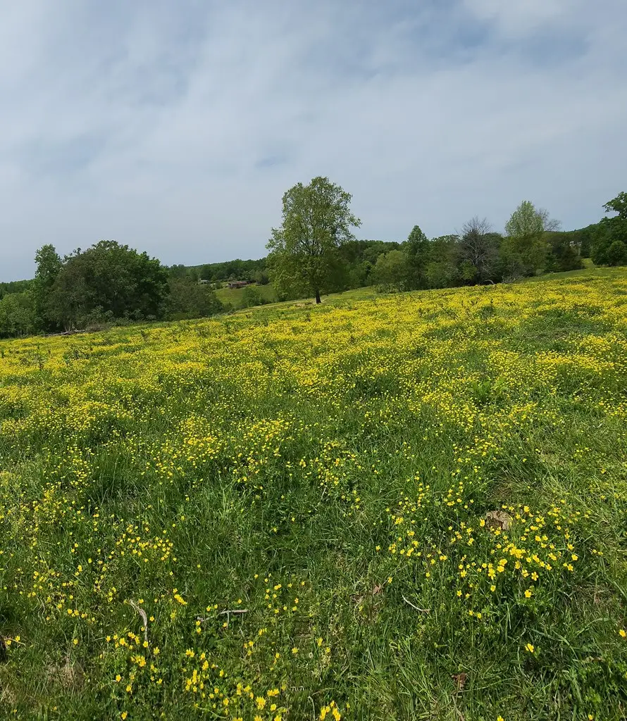 153 Davis Rd, Livingston, TN 38570 - Image #3