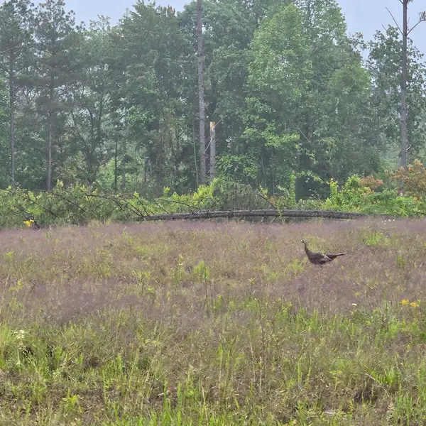 6.68 AC. W. Robbins Road, Robbins, TN 38562