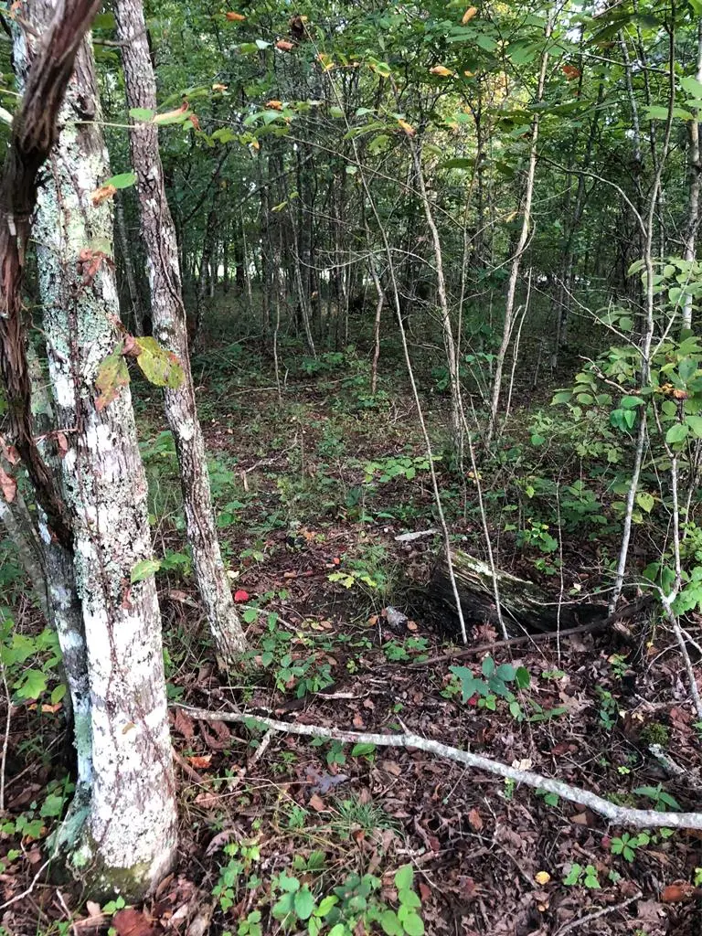 39 Luka Ln, Crossville, TN 38572 - #3