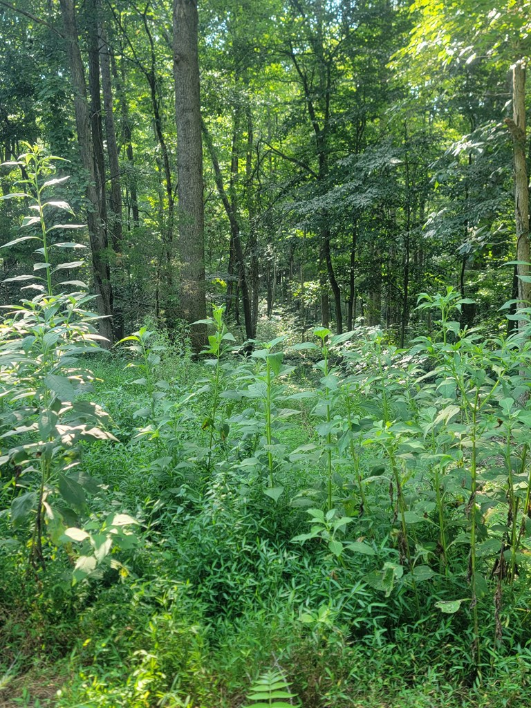 5395 Eastport Dock Rd, Monroe, TN 38573 - Image #3