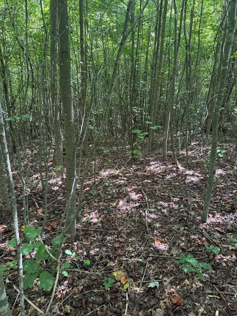 0 Casteel Road, Sparta, TN 38583 - Image #3