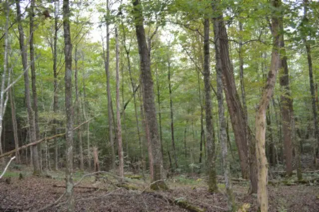 5.78ac West Lane, Gainesboro, TN 38562 - Image #2