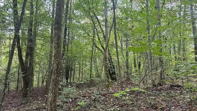 Lot 40 E Bobcat Lane, Wilder, TN 38589 - Image #2