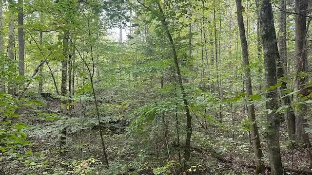 Lot 40 E Bobcat Lane, Wilder, TN 38589 - Image #3